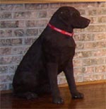 "Jake" the Dog at Jr's Last Laugh